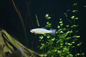 A small fish swims among a lush green aquatic plant inside an aquarium setup. The scene includes a piece of driftwood on the left side, providing a natural environment. The background is a dark aquatic color, enhancing the brightness of the fish and plants.