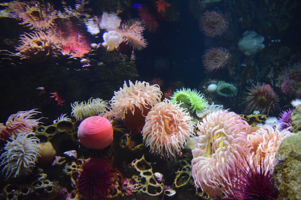 a group of sea anemones in an aquarium
