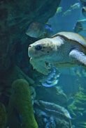 Close-up of a sea turtle swimming near coral reefs.