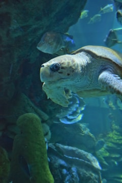 Close-up of a sea turtle swimming near coral reefs.