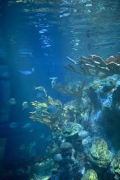 A vivid underwater shot showing a coral reef teeming with bright fish and sea plants.