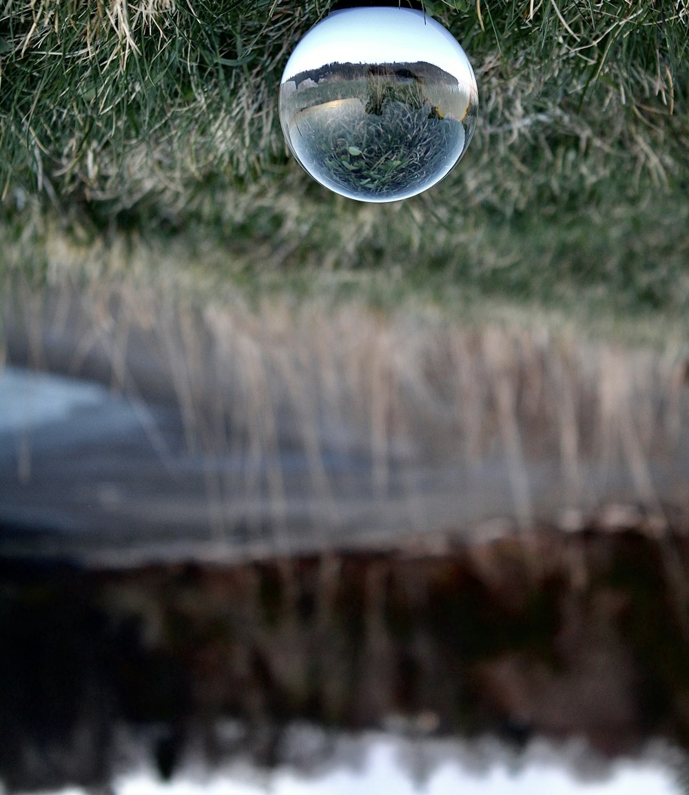 a reflection of a tree in a mirror