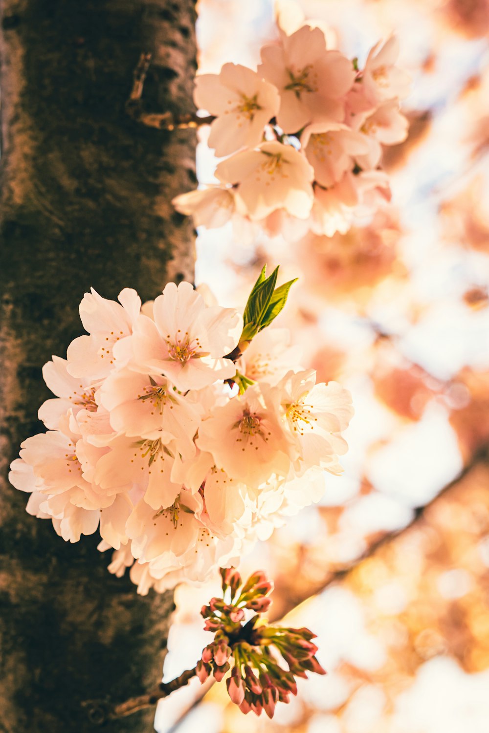 a close up of a tree with white flowers