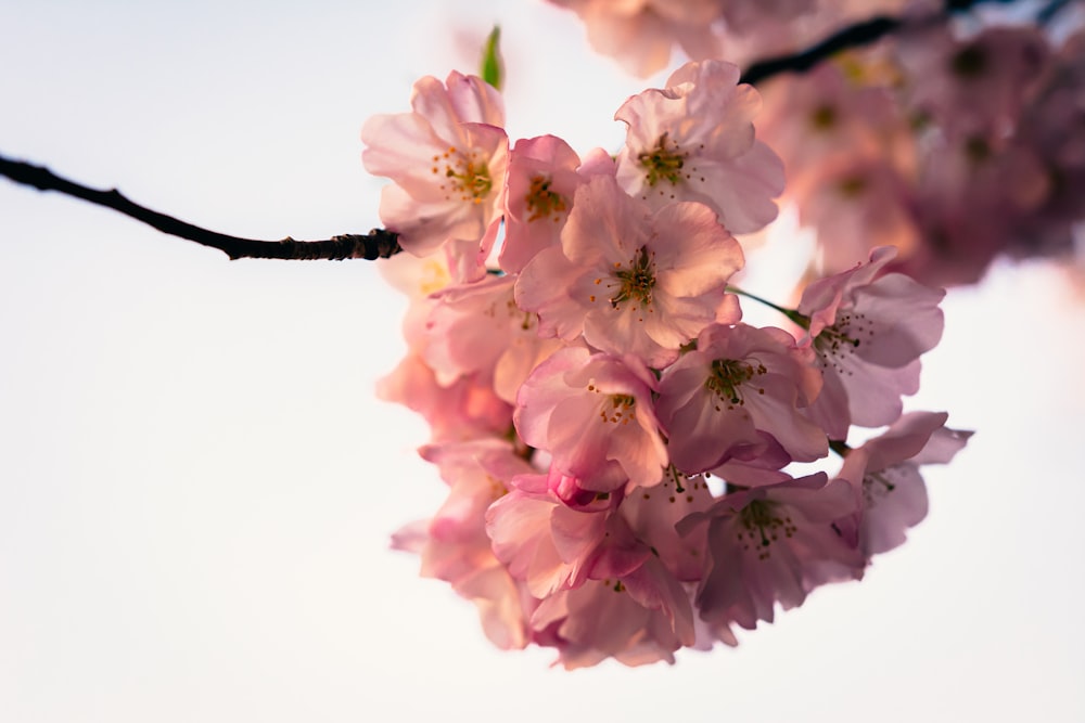 a branch of a cherry tree with pink flowers