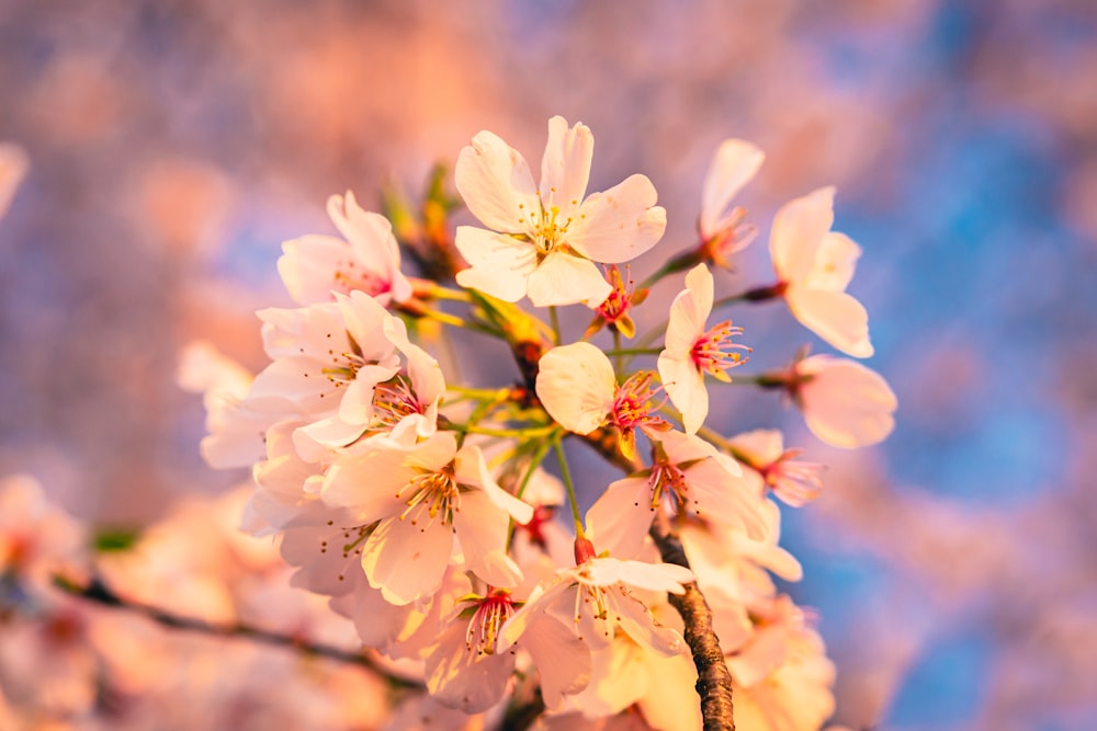 a bunch of flowers that are on a tree