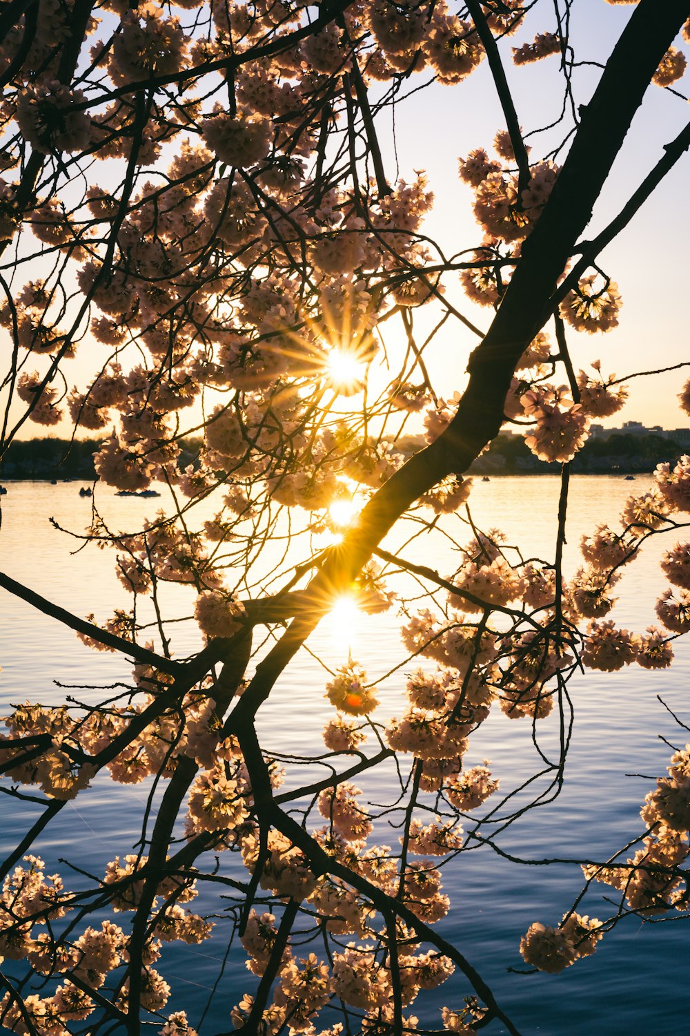 the sun is shining through the branches of a tree