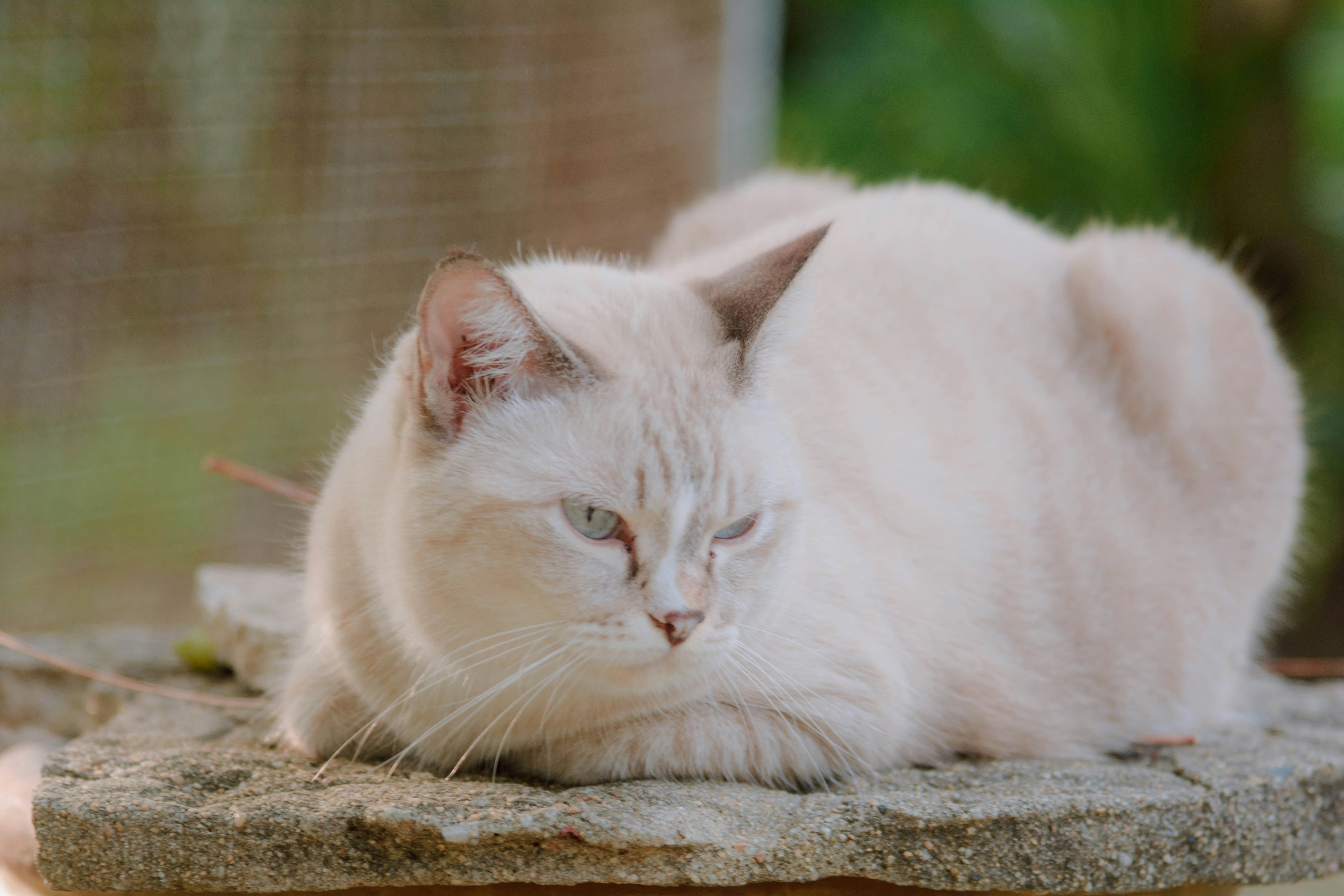 un chat blanc couché sur un rocher