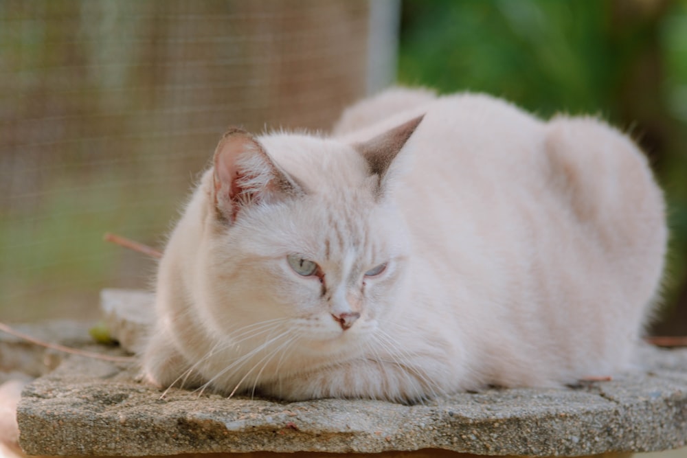 a white cat laying on top of a rock
