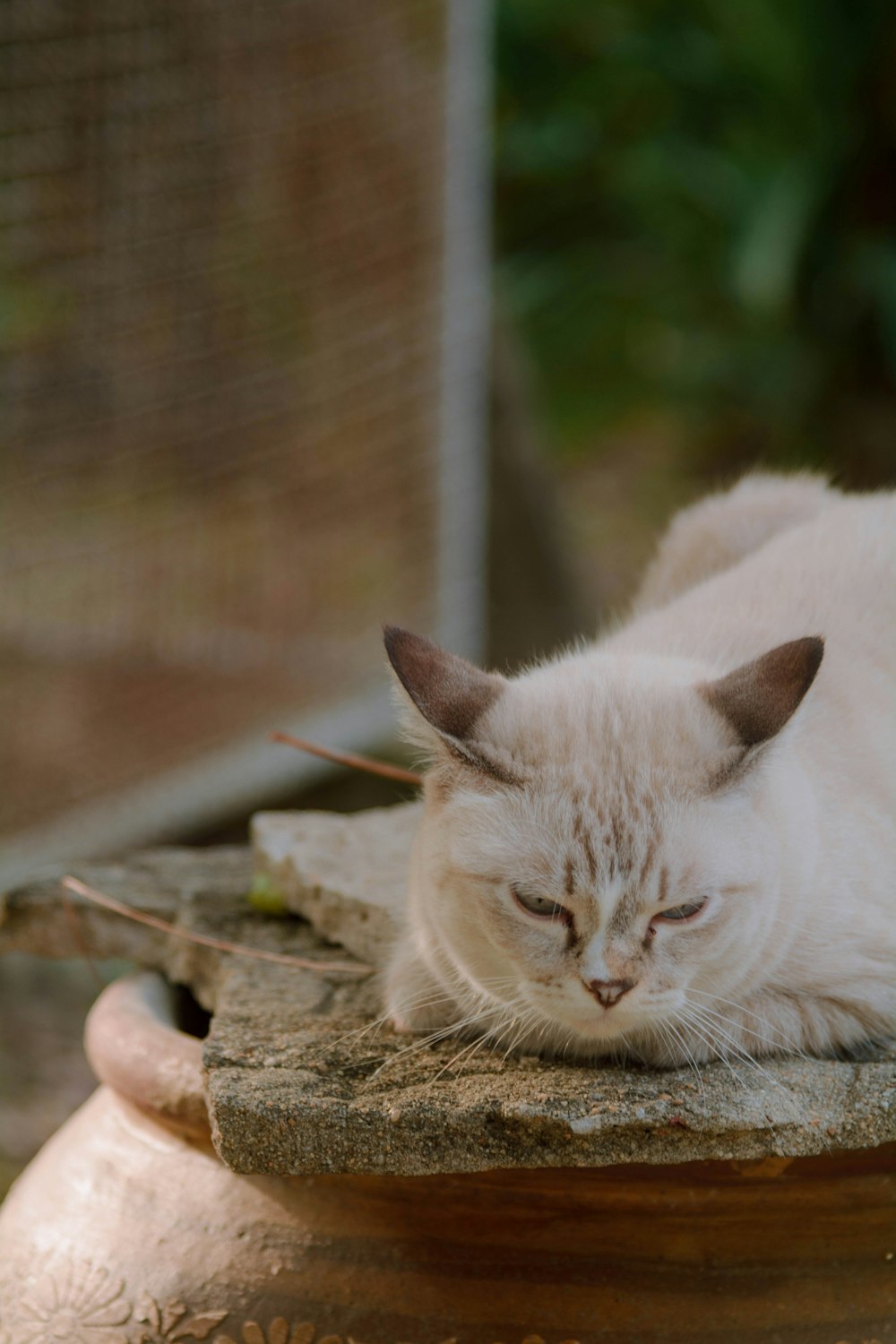 a white cat laying on top of a pot