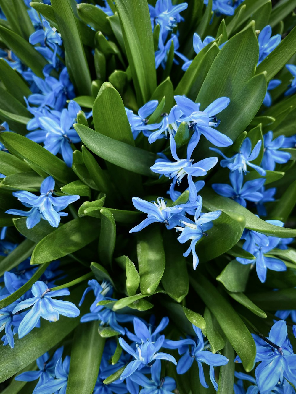 a close up of a bunch of blue flowers