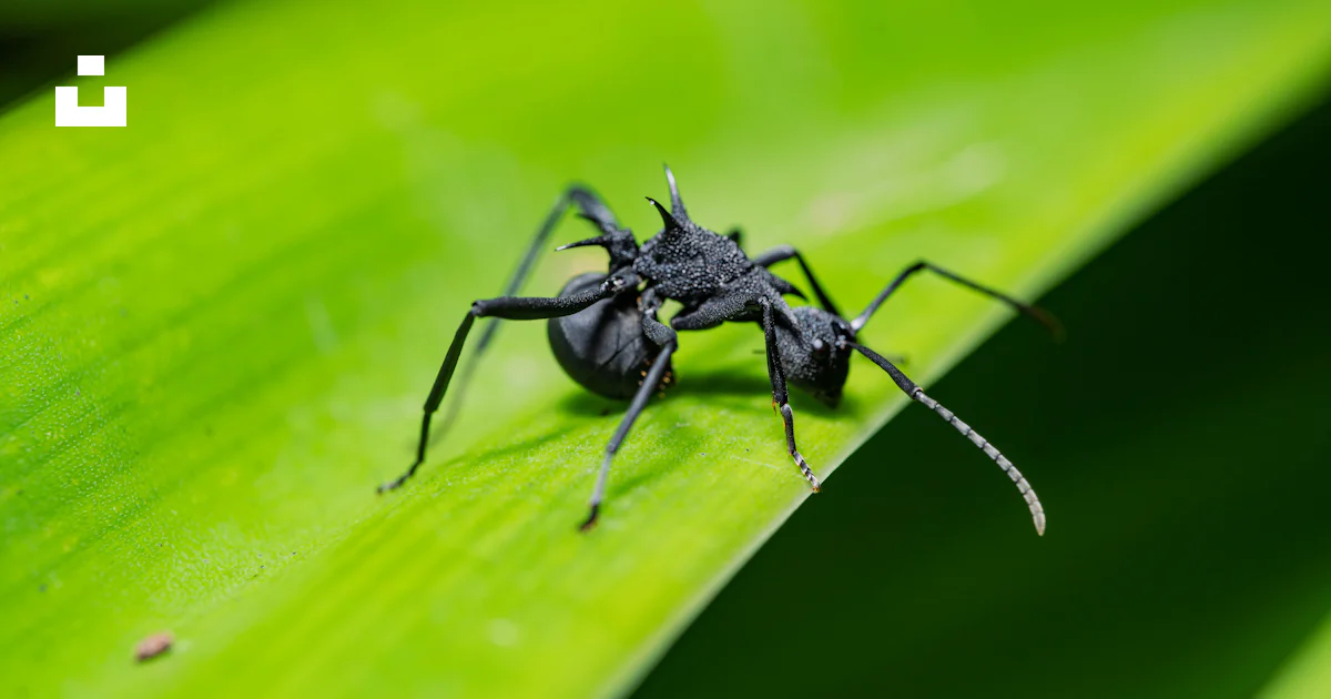 Gros plan d’un insecte noir sur une feuille verte photo – Image ...