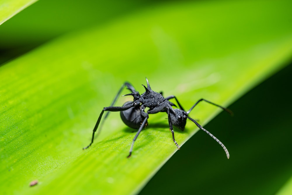 a close up of a black insect on a green leaf