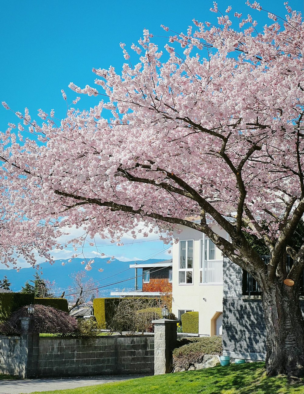 a tree with pink flowers in front of a house