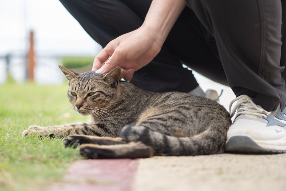 a person petting a cat on the ground