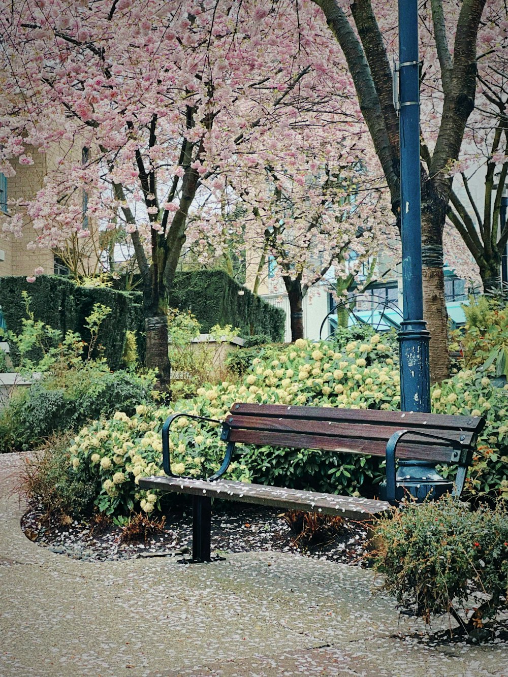 a park bench in front of a flowering tree