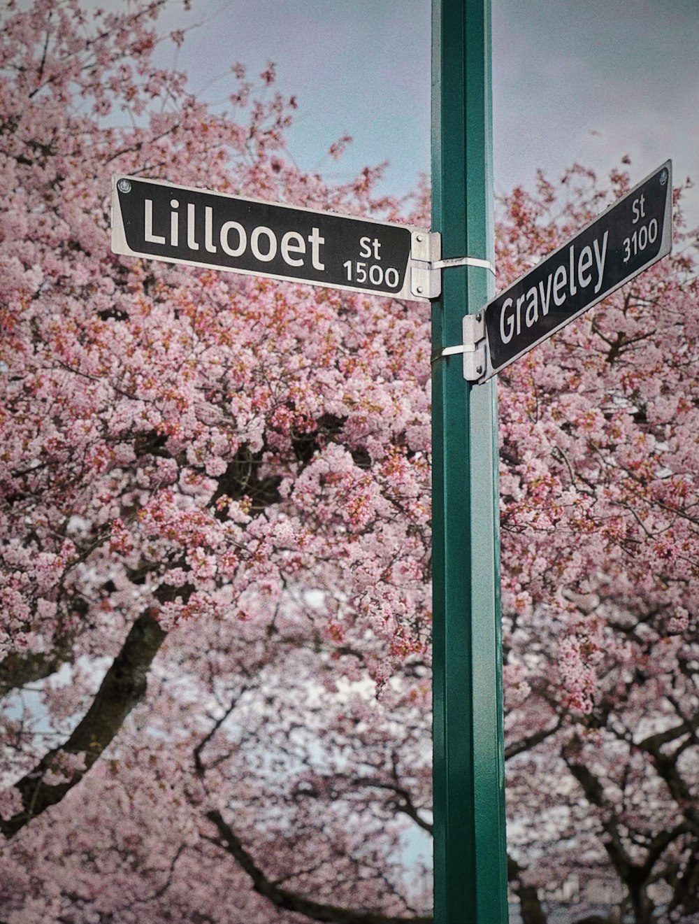 a street sign on a pole with a tree in the background