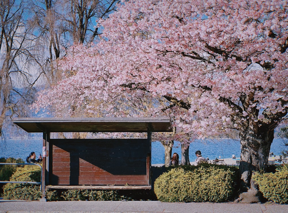 a park bench sitting under a pink tree next to a body of water