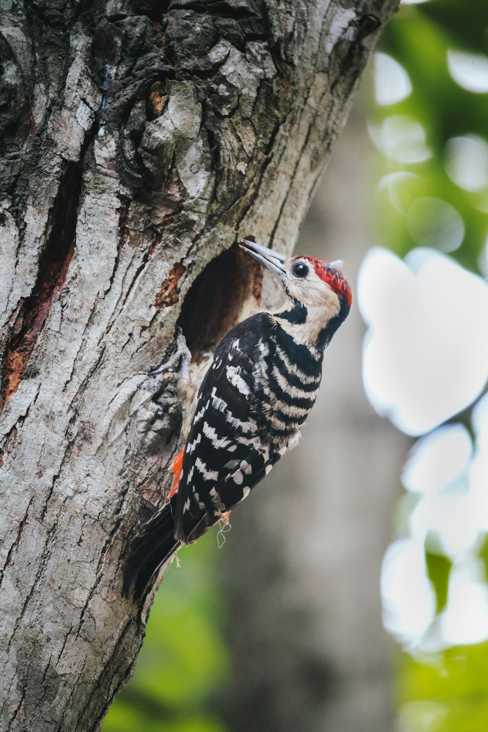 a small bird perched on the side of a tree