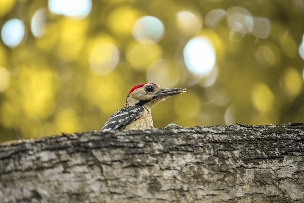 a bird with a red head sitting on a tree