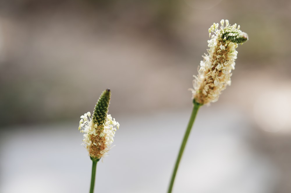 a close up of two flowers with a blurry background