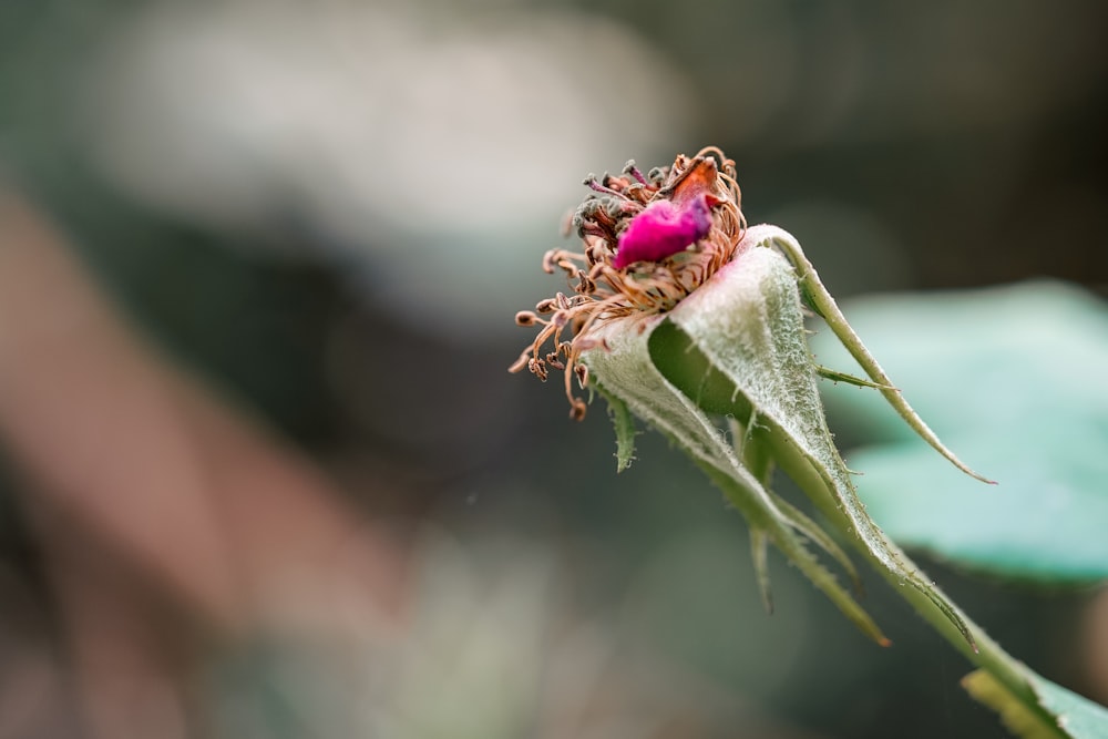 a close up of a flower with a bug on it