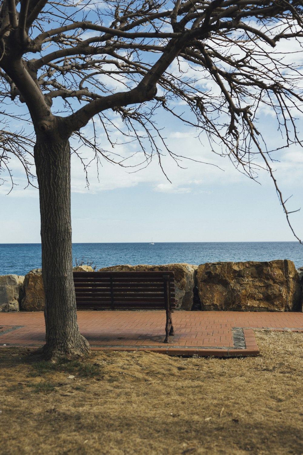 a bench sitting next to a tree near the ocean