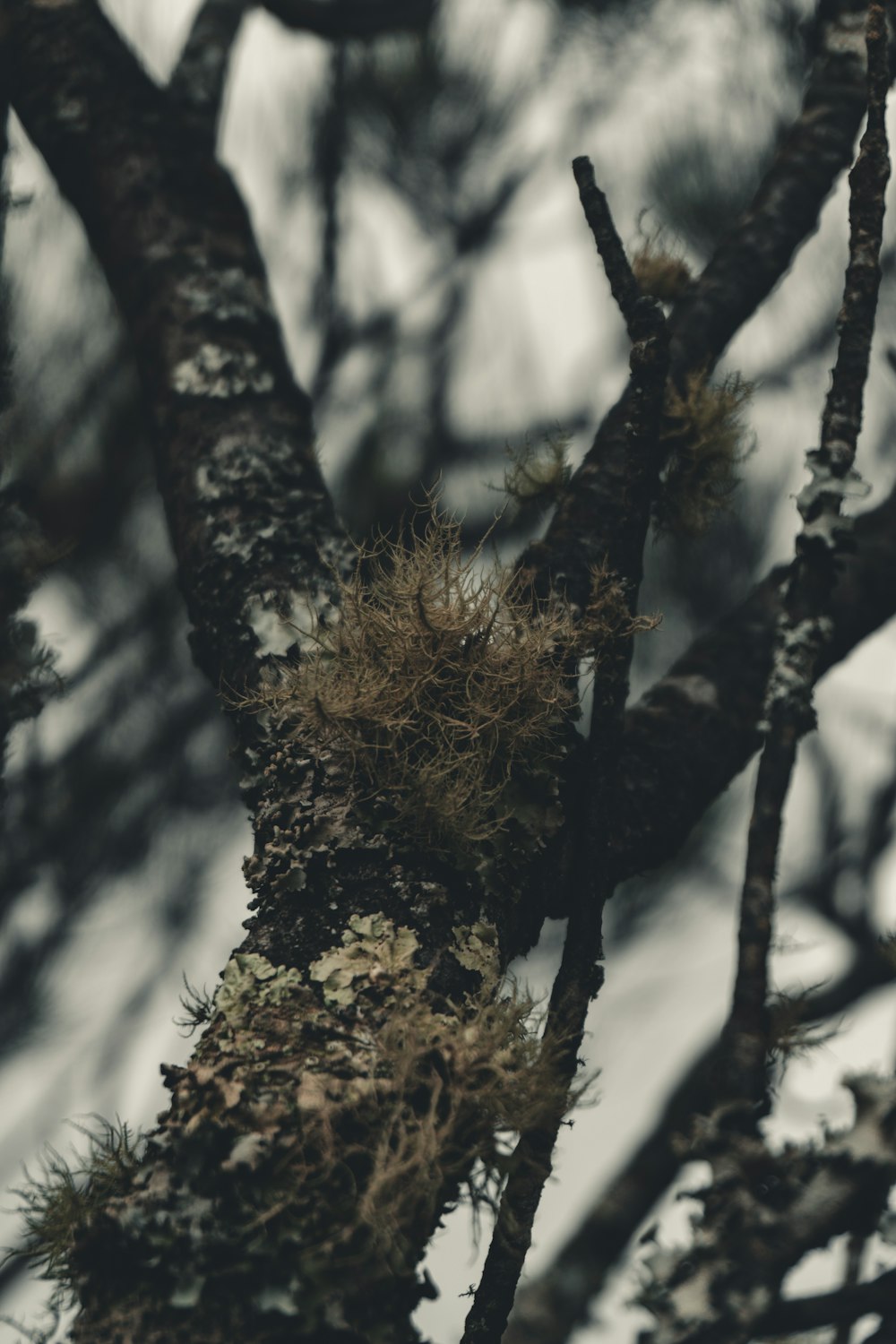 Un pájaro encaramado en la cima de la rama de un árbol