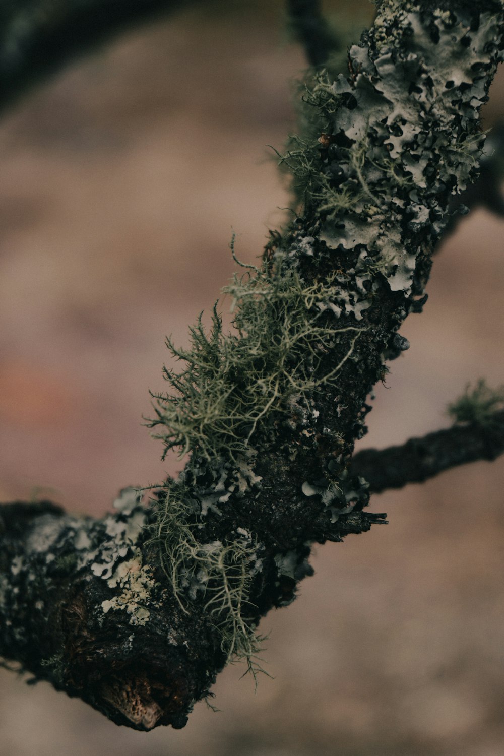 a close up of a tree branch with moss growing on it