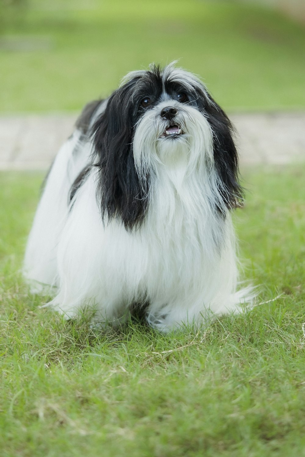 a black and white dog sitting in the grass