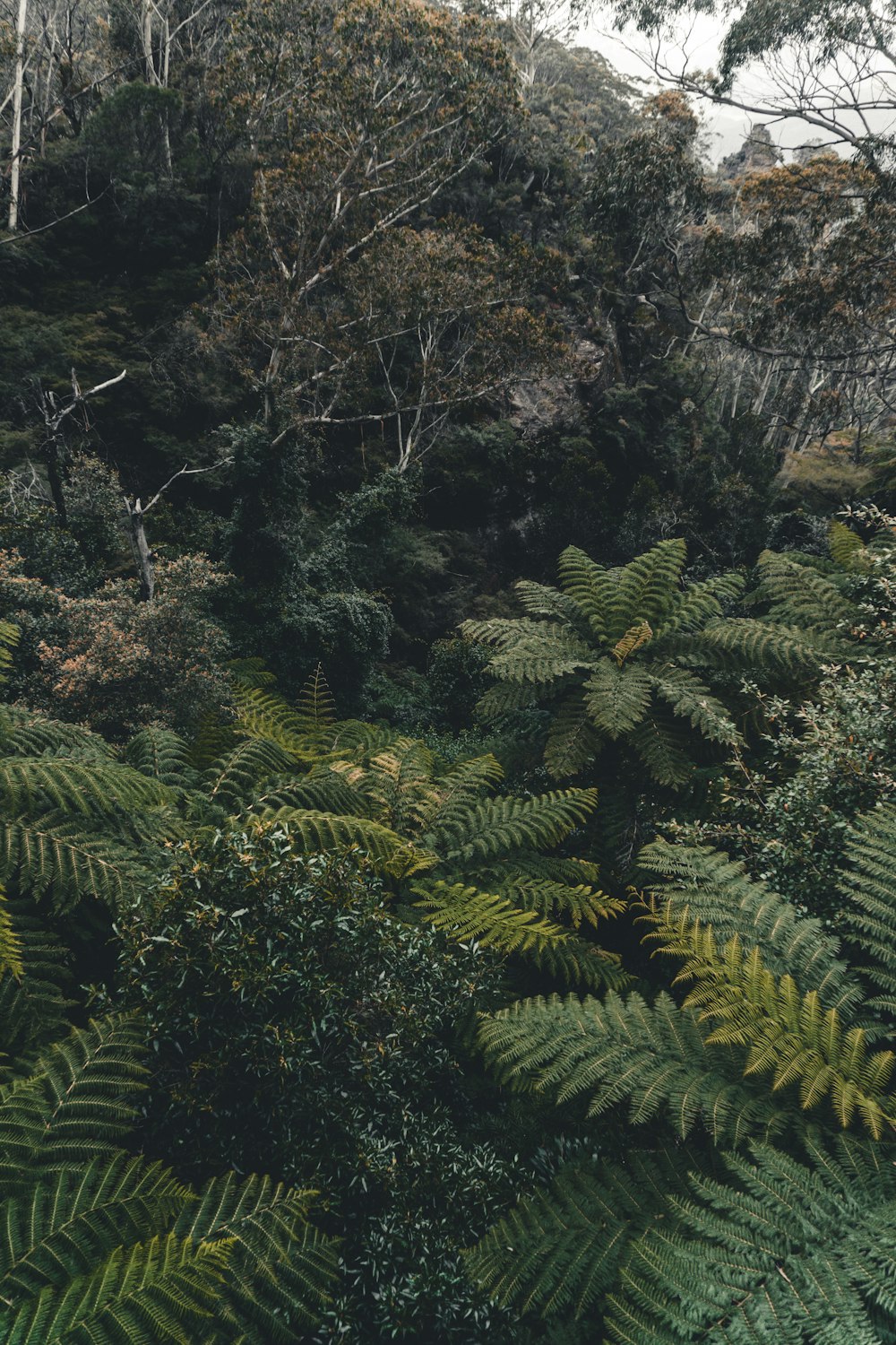 Una lussureggiante foresta verde piena di molti alberi