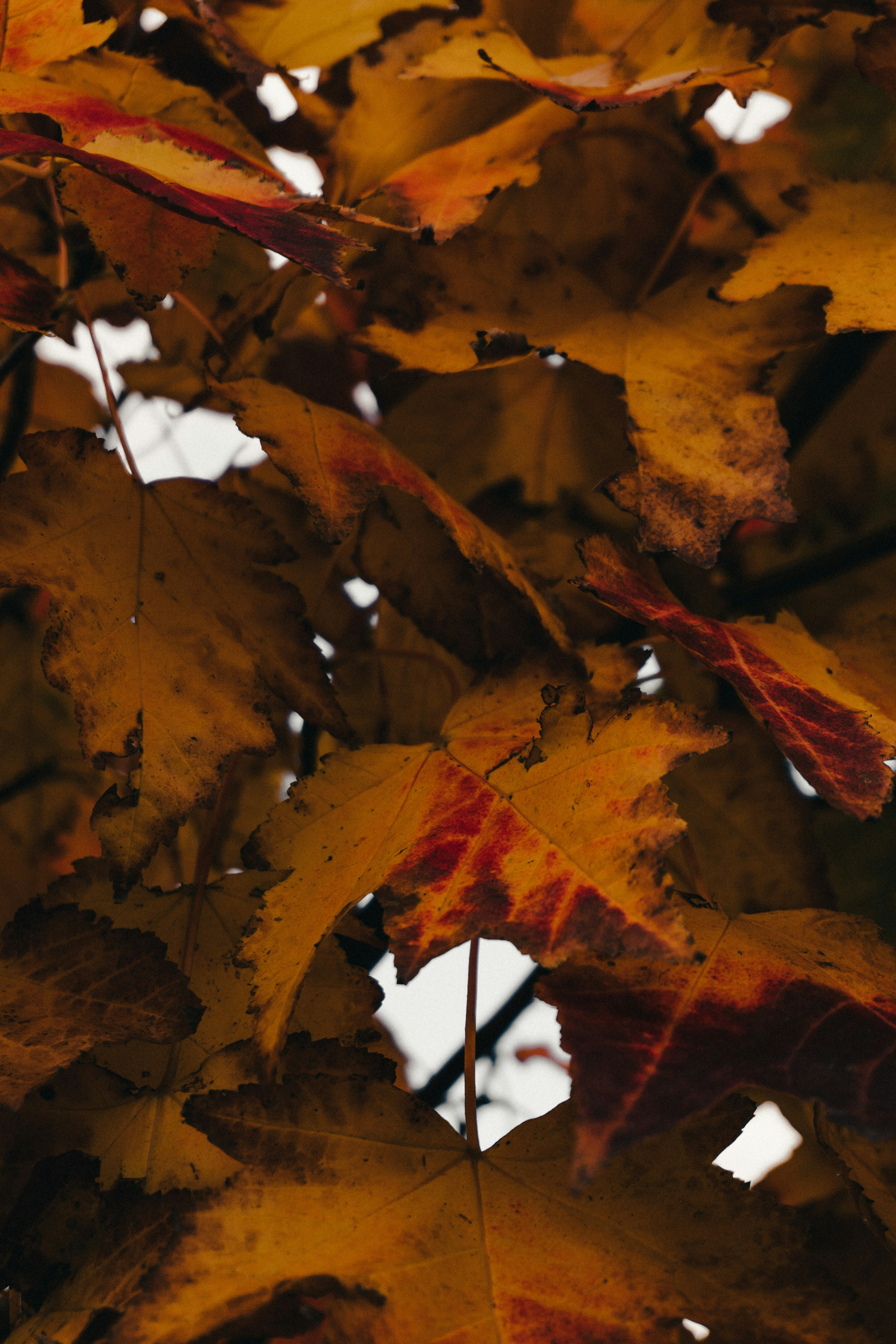 Photo by moon_the_boi