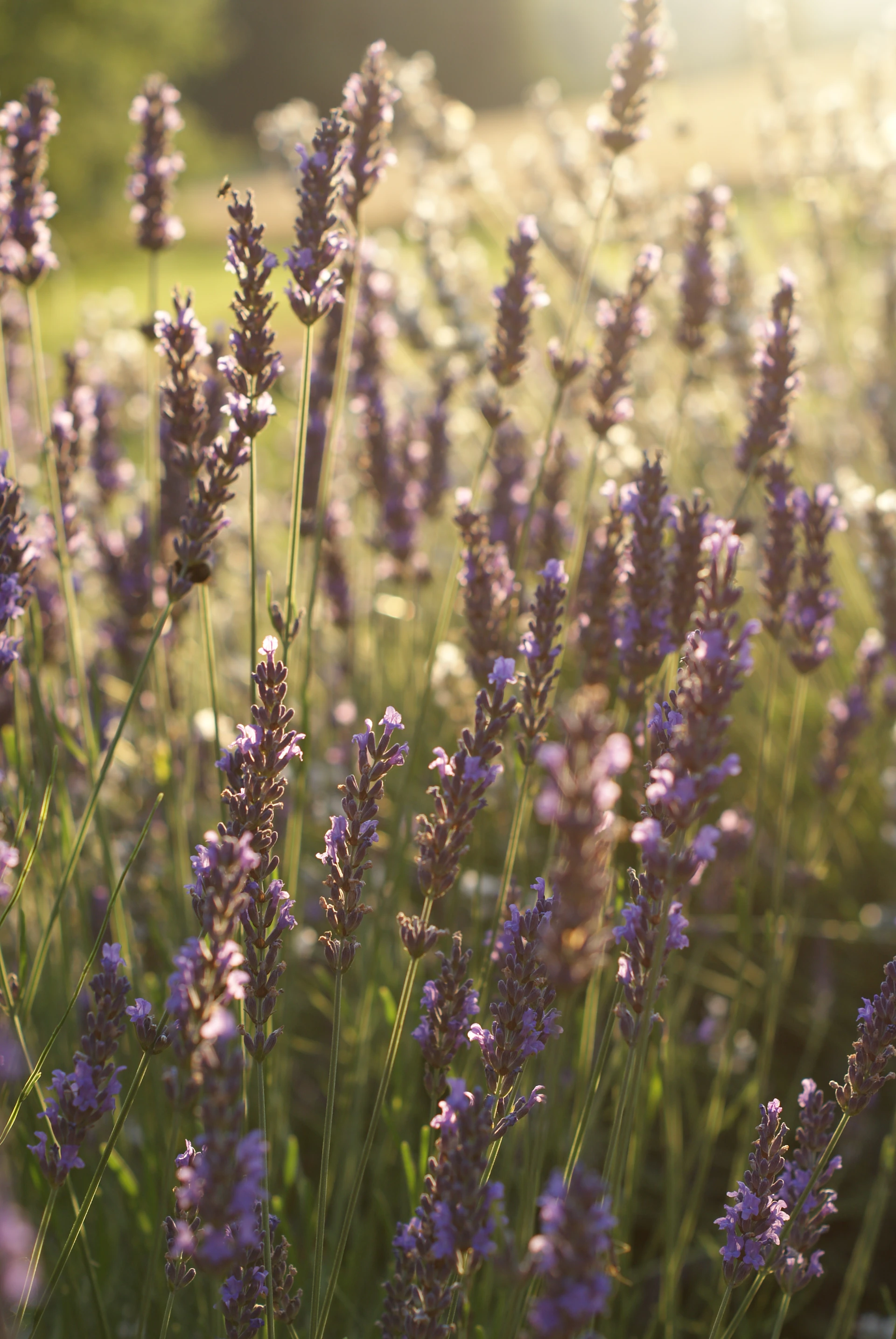 a field of lavender flowers in the sunlight