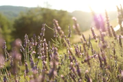 a field of lavender flowers in the sunlight