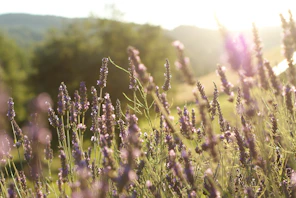 a field of lavender flowers in the sunlight