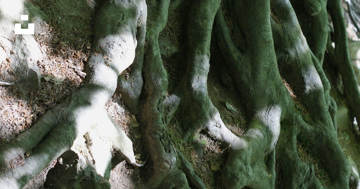 A close up of a tree with very large roots photo – Free Tree roots ...