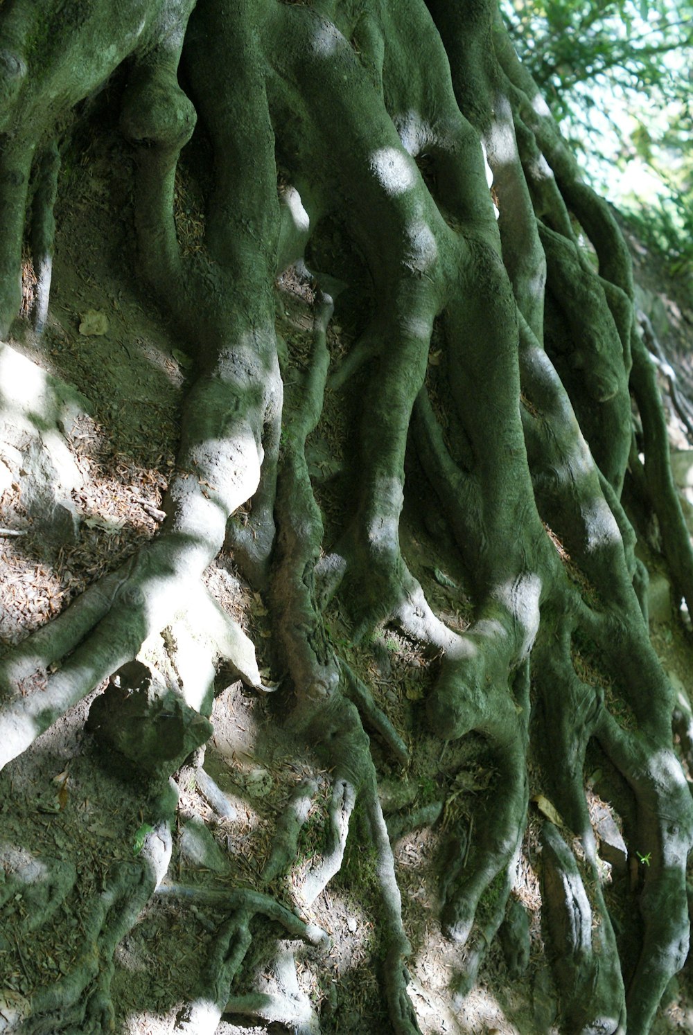 a close up of a tree with very large roots