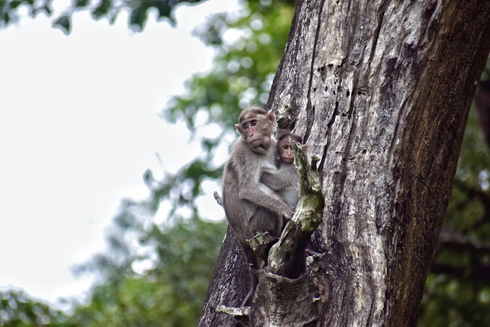 a monkey sitting on top of a tree branch