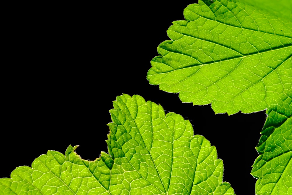 a close up of some green leaves on a black background