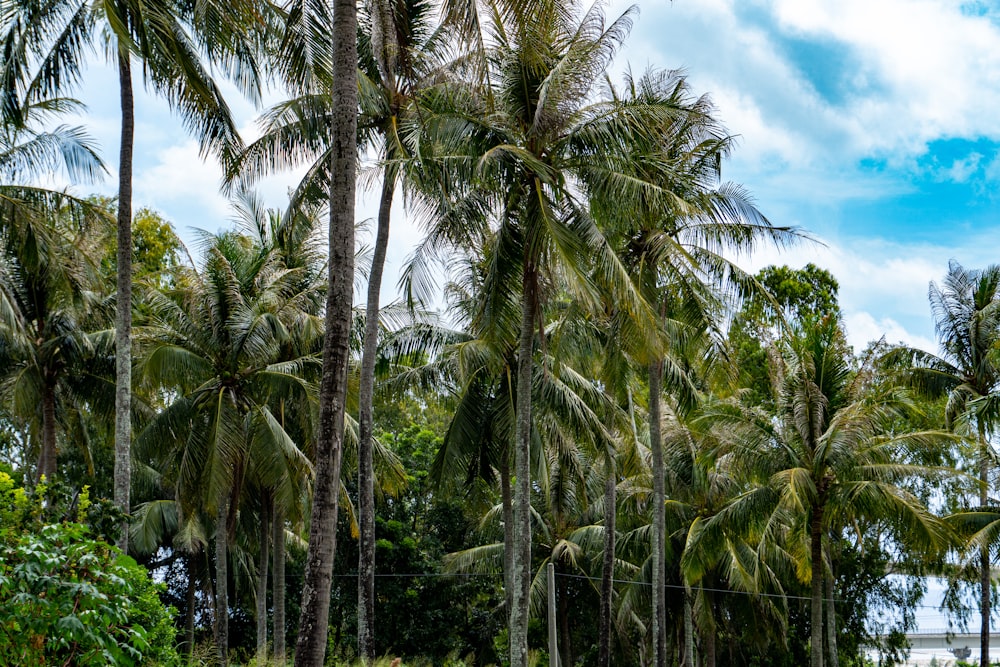 a group of palm trees next to a body of water