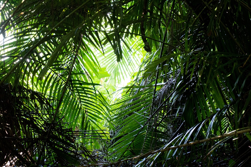 a view through the leaves of a palm tree