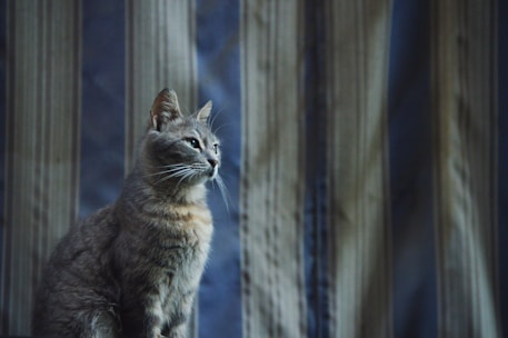 A tabby cat sits attentively with its body slightly turned to the side, showing its profile view. Its fur is a mix of gray and brown tones. The background features a curtain with vertical stripes in muted colors, creating a calm and cozy atmosphere.