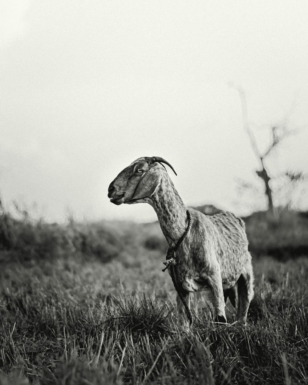 a black and white photo of a goat in a field