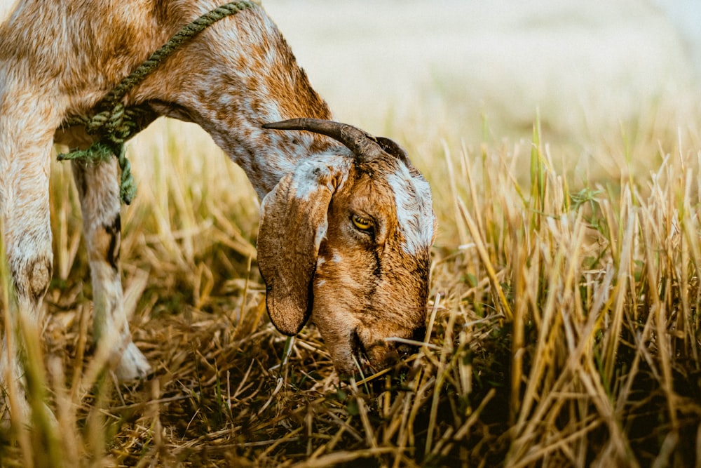 a goat is eating grass in a field