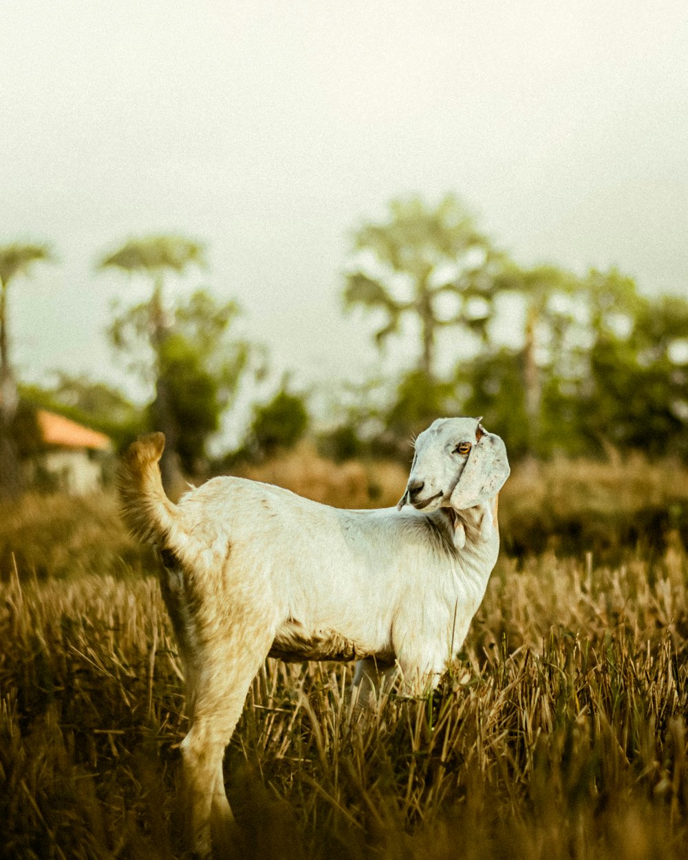 a white goat standing in a field of tall grass