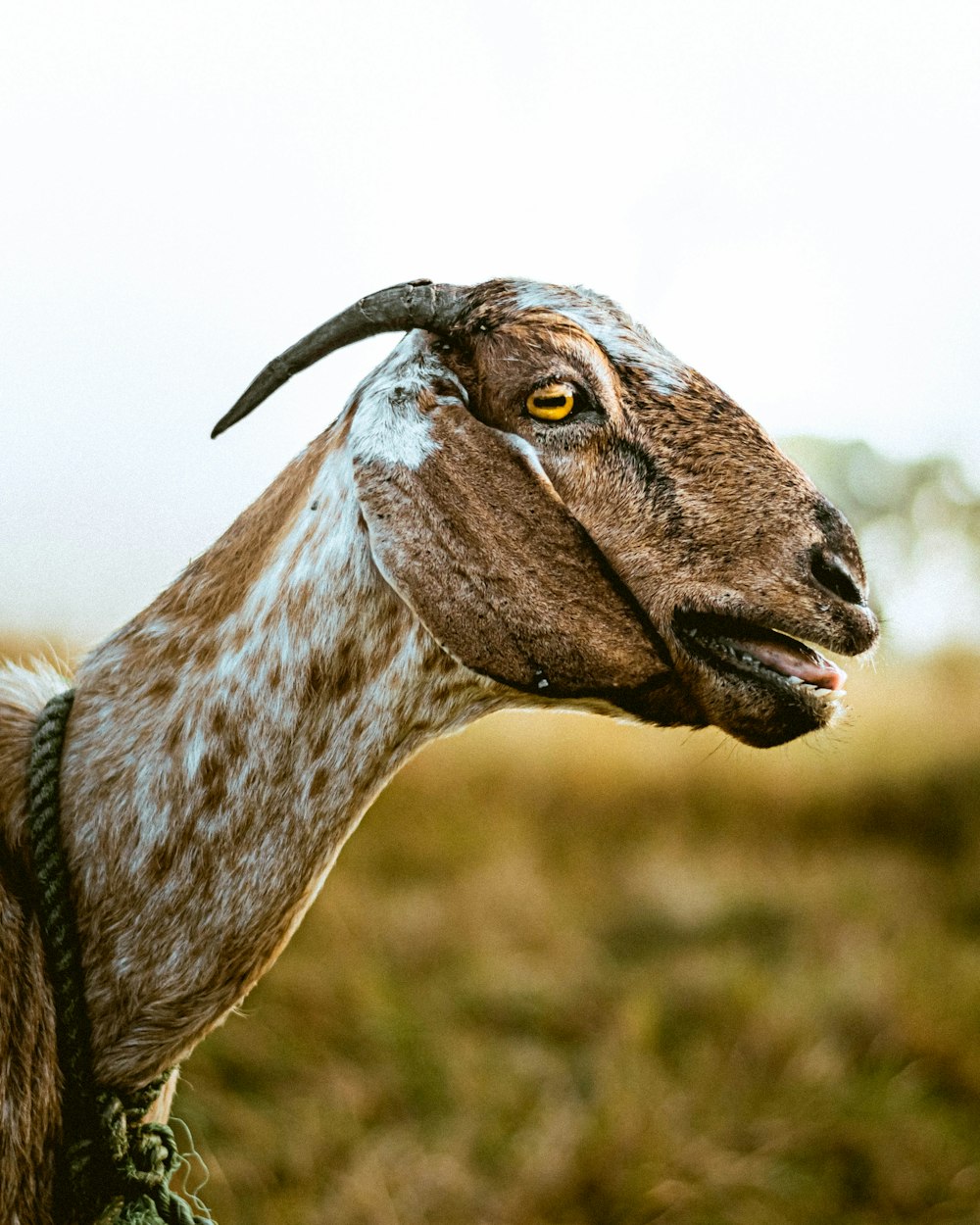 a close up of a goat's face in a field