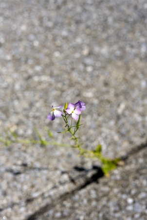 A small, delicate purple and white flower emerges from a crack in a grey, textured pavement. The flower is the focal point against the blurred, neutral background, highlighting its softness and resilience.