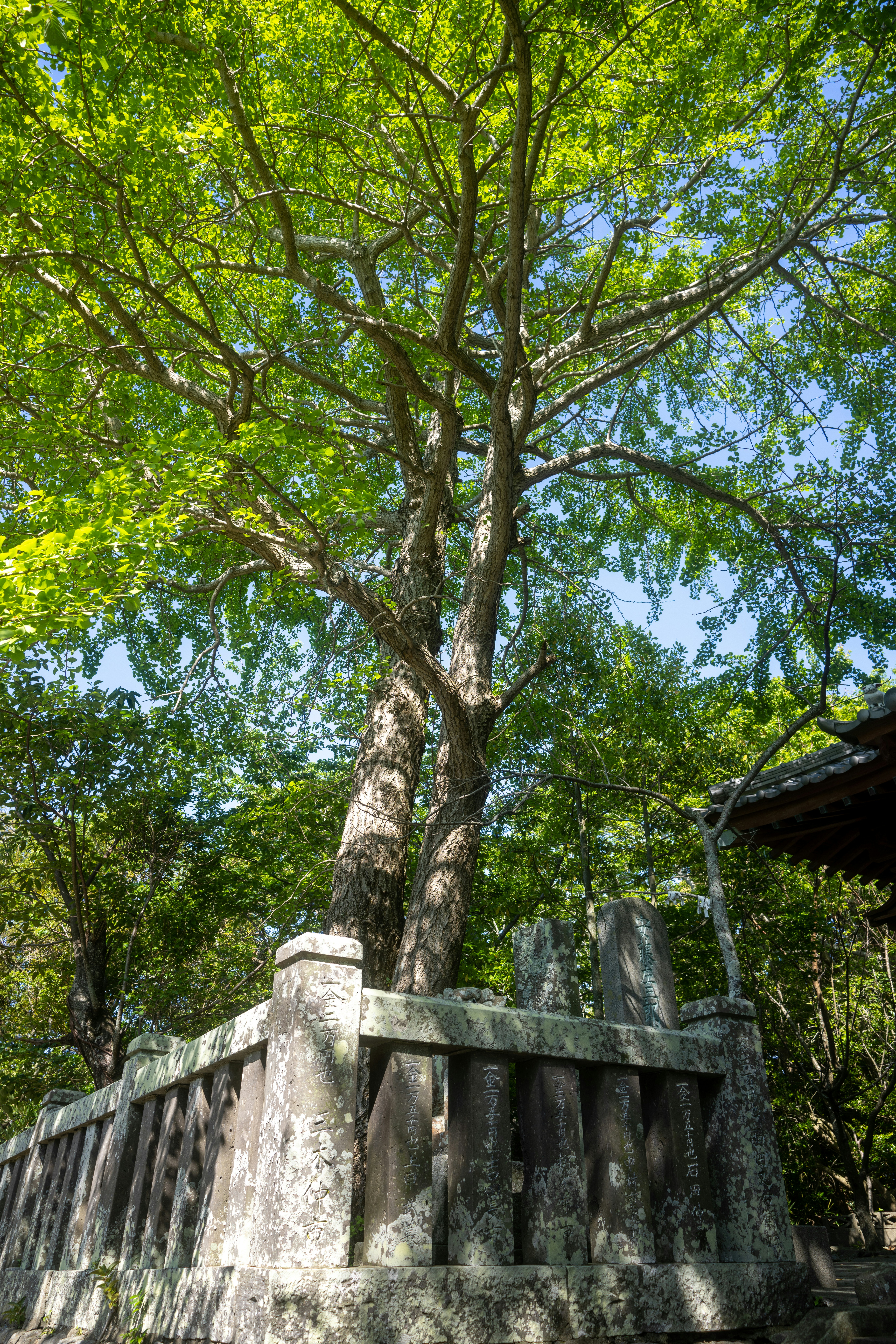 a tree growing over a stone wall in a park
