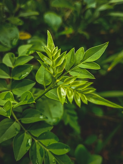 A close-up of vibrant green leaves on a plant, captured with a focus on their rich texture and glossy surface. The leaves appear lush and healthy, reflecting a fresh and natural environment.