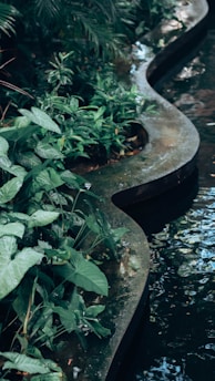 A lush garden scene featuring a variety of green plants cascading over the edge of a curving concrete border. The plants exhibit large, glossy leaves and the border separates the foliage from a body of dark, reflecting water. Above, leafy branches hint at a tropical or forested environment.