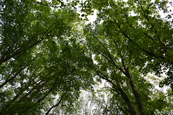 Looking upwards towards a canopy of tall trees with lush green leaves, forming a dense cover against the sky.